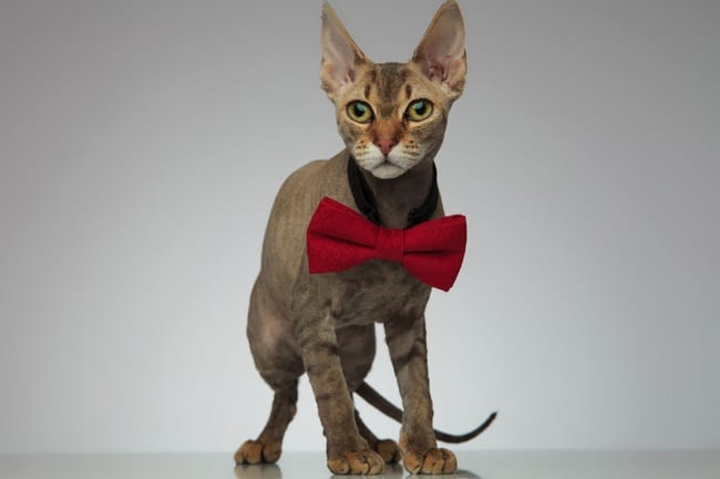 Acute Peter bald cat wearing a Red Bull bow
