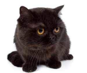 York Chocolate cat photo