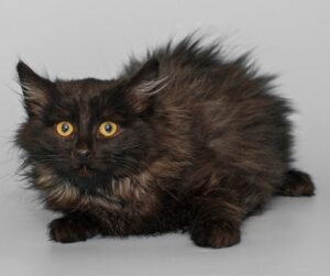 York Chocolate cat photo