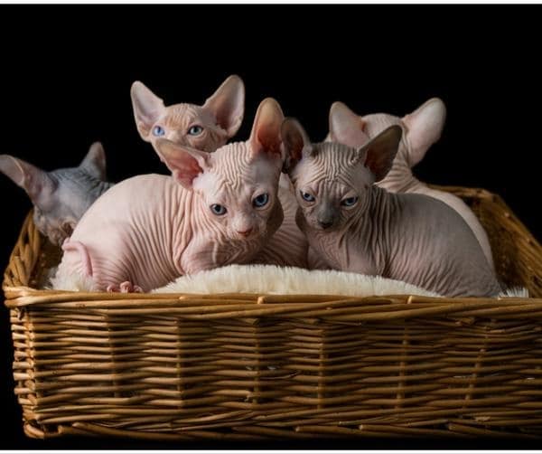 Sphynx Cat Breed Guide : From Hairless Wonders To Loving Companions