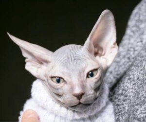 Adorable older Sphynx kitten