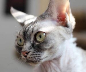 Cute Sphynx kitten