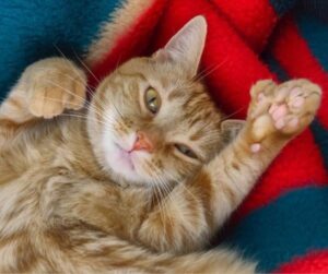 Polydactyl Cat