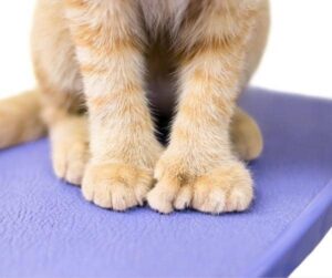 Mitten cats are cats that have extra toes.