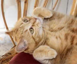 An incredibly cute "mittens cat"