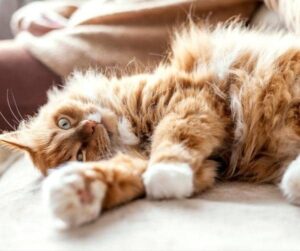 Polydactyl Cat