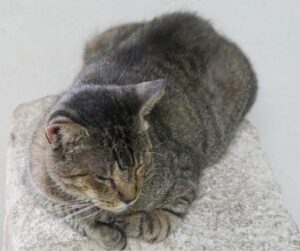 Polydactyl Cat