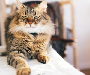 Polydactyl cat