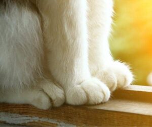Polydactyl Cat