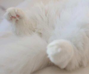 Polydactyl Cat