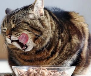 Premium Cat food nutrition