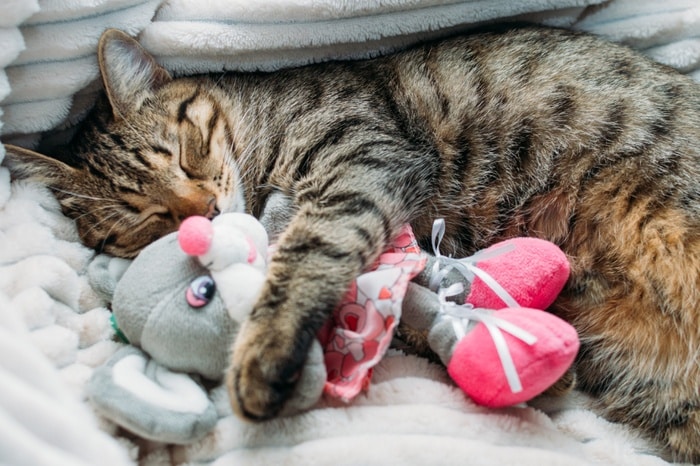 Cute tabby cat cuddles a toy mouse as she sleeps.