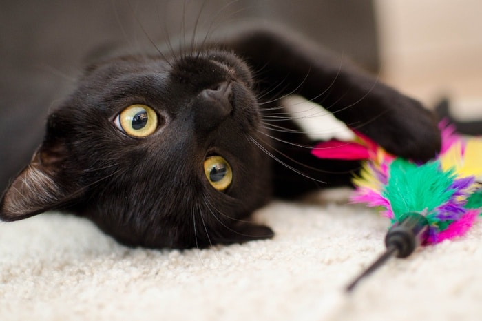 Cute black cat plays with a very colorful toy