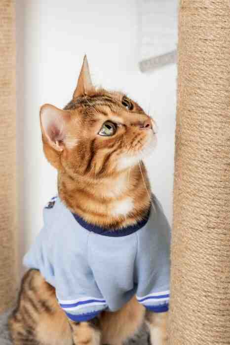 a cute tabby cat surveys his sisal scratching post