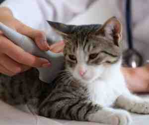 Cat having his heart listened to by a veterinarian