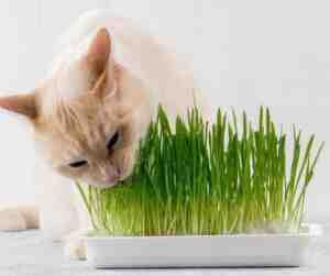 Cat grass, part of a cat's healthy diet.