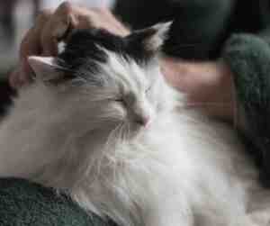 Cute white senior cat getting pets whilst on a person's lap.