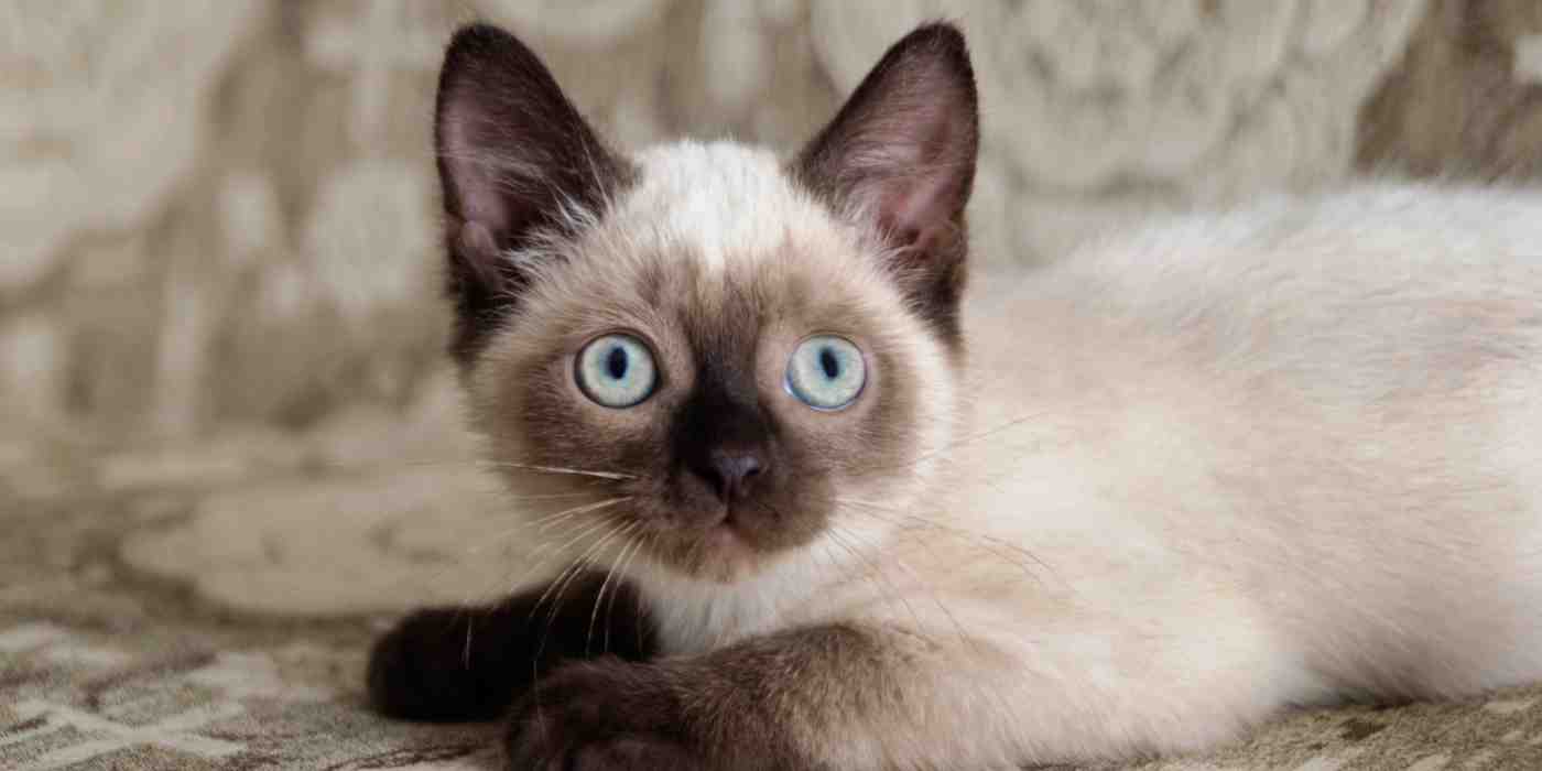 Cat Breeds From A To Z With Pictures - Cat Adoptions Central