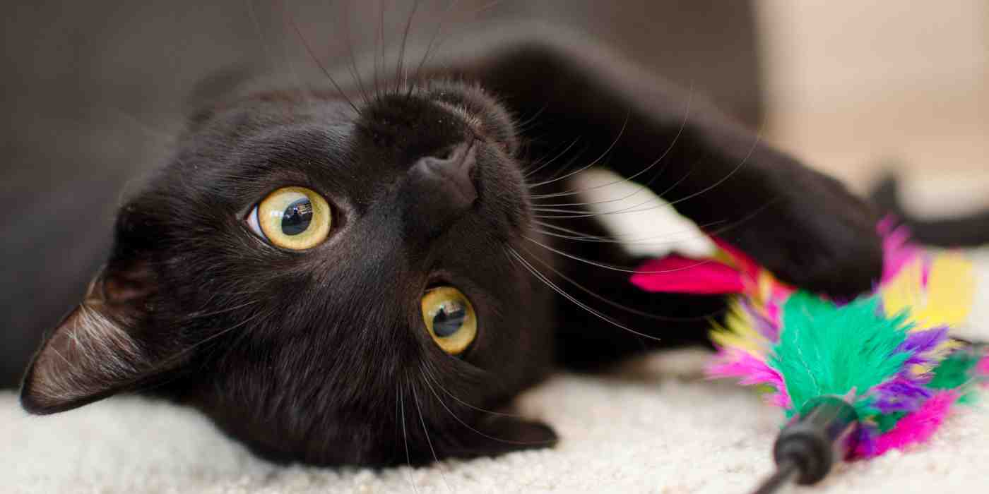 Cats for adoption near you