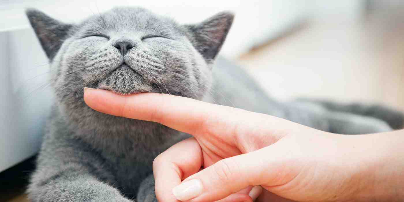 Photo of a grey cat getting chin rubs.