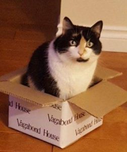Kaeli, a calico cat rehomed in Seattle by Cat Adoption Central, sits in a box.