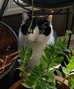 Panda, a cat rehomed by Cat Adoption Central, hiding in a fern at her new home.