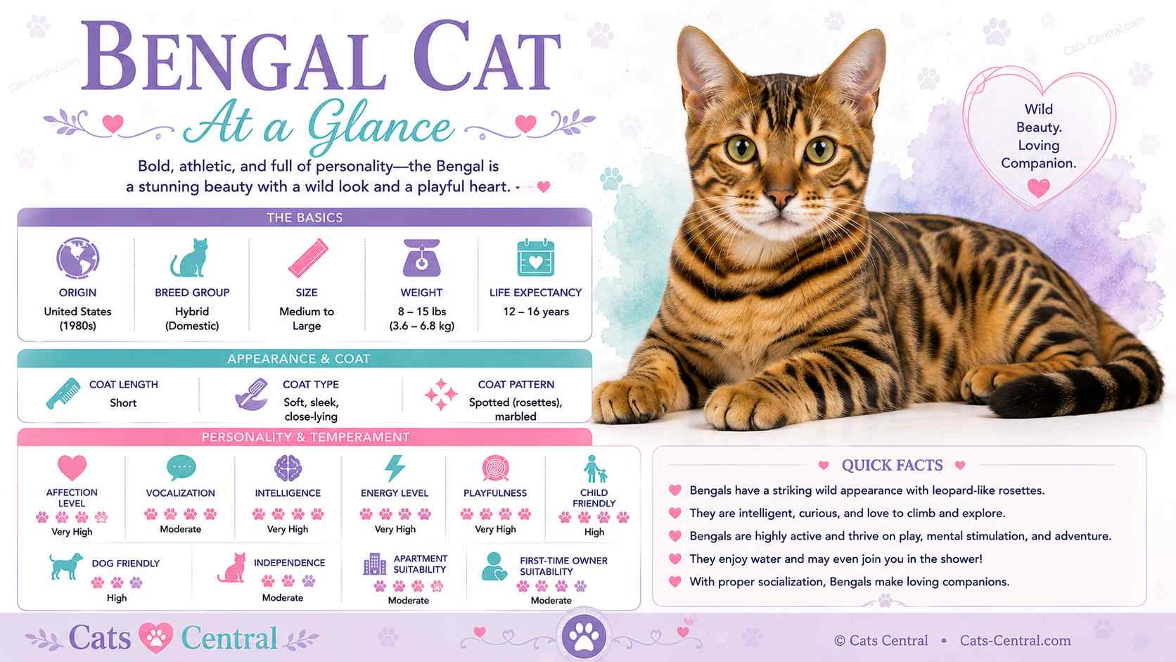 Bengal cats at a glance infographic