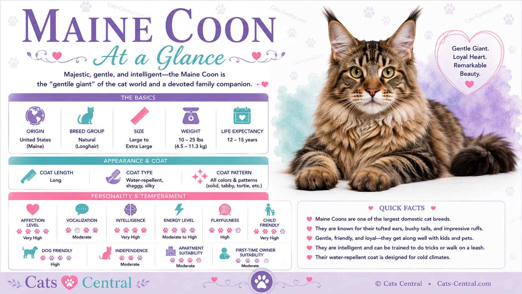 Maine Coon cat at a glance infographic