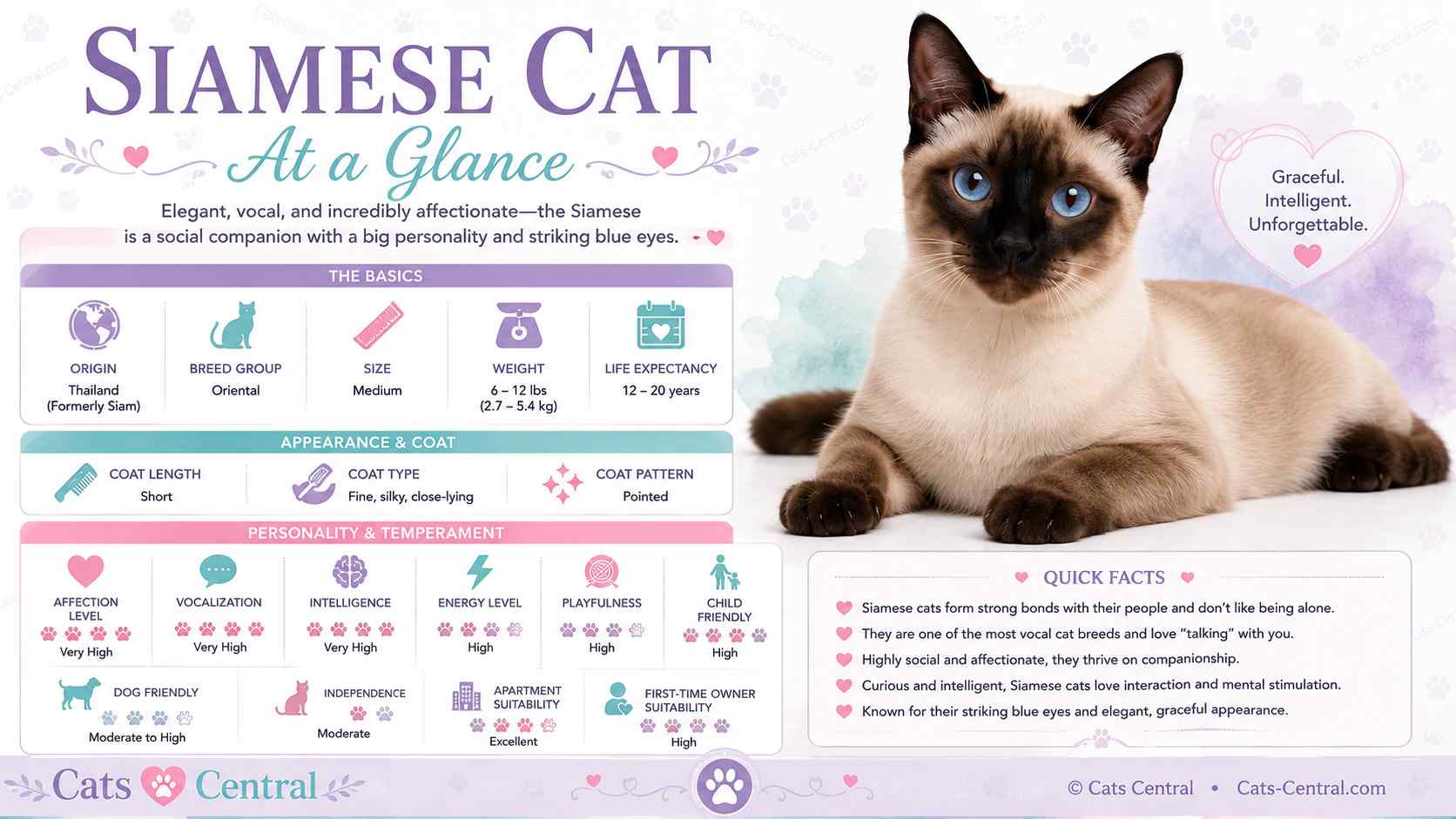 Siamese cat at a glance infographic