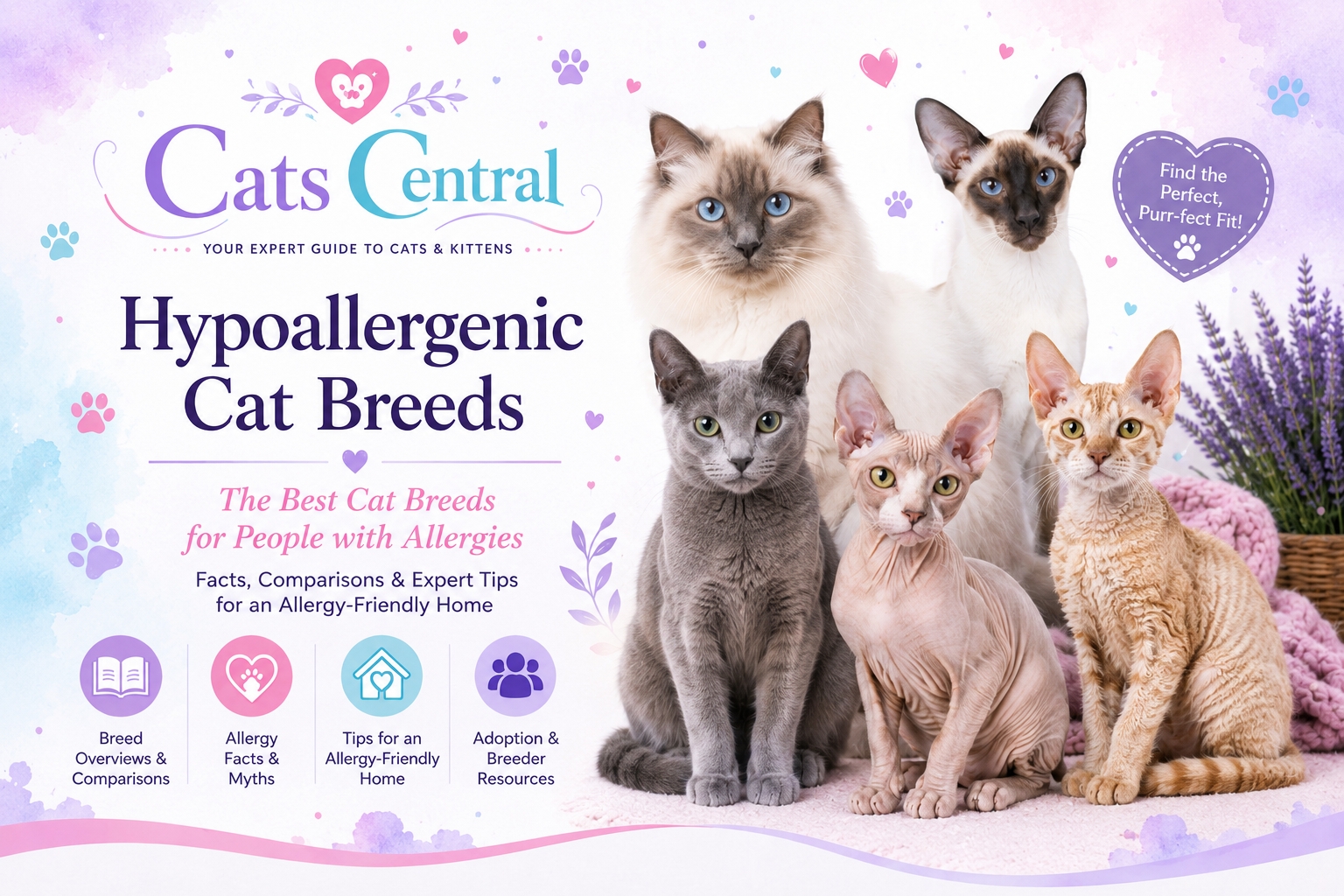 Hypoallergenic Cat Breeds hero image