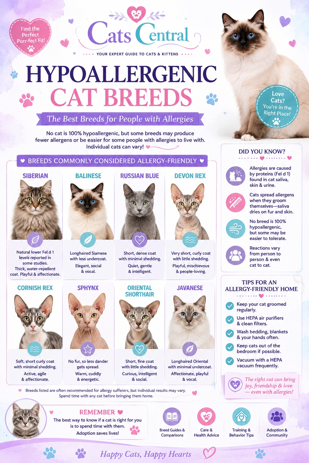 Hypoallergenic cat breeds infographic image