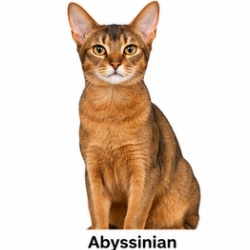 An Abyssinian cat