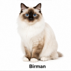 A Birman cat