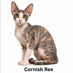 Cornish Rex cat breed
