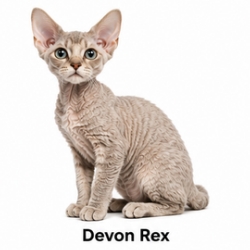 Devon Rex cat breed