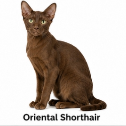 Oriental Shorthair cat breed