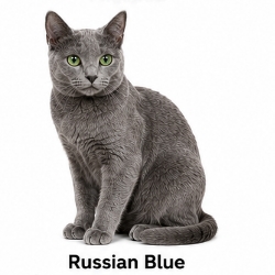 Russian Blue cat breed
