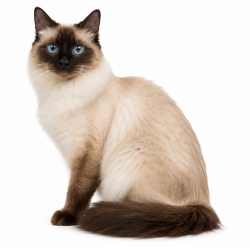 Balinese cat breed